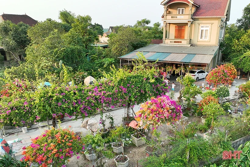 Ngắm dàn hoa giấy rực rỡ nơi miền nông thôn mới Nghi Xuân | Cổng TTĐT tỉnh Hà Tĩnh