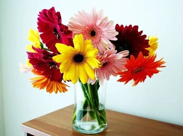 CHĂM SÓC VÀ TRỒNG HOA ĐỒNG TIỀN BỘI THU MÙA TẾT: KỸ THUẬT VÀ YÊU CẦU MÔI TRƯỜNG 