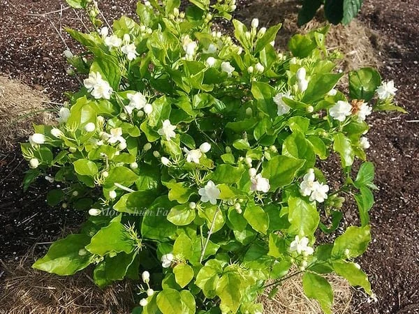 Hoa lài ta kép (nhài ta) E1