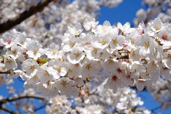 10 LOẠI HOA ANH ĐÀO PHỔ BIẾN TẠI NHẬT BẢN | Tin tức | Samurai Tour