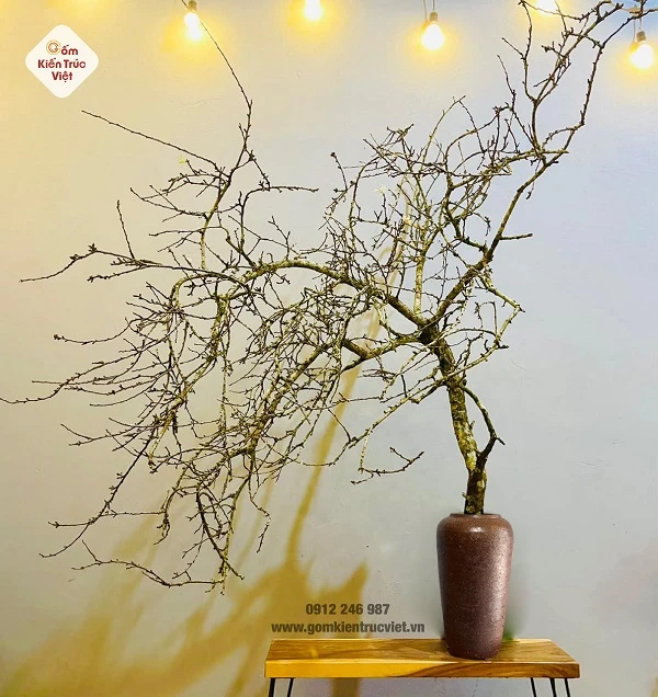 [Giải đáp] Đặc điểm, nguồn gốc và ý nghĩa đặc biệt của hoa tuyết mai