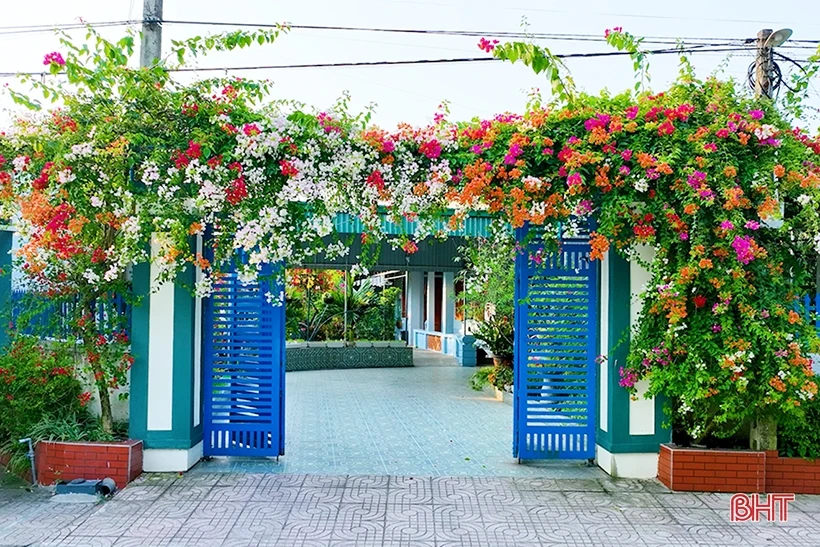 Ngắm dàn hoa giấy rực rỡ nơi miền nông thôn mới Nghi Xuân | Cổng TTĐT tỉnh Hà Tĩnh