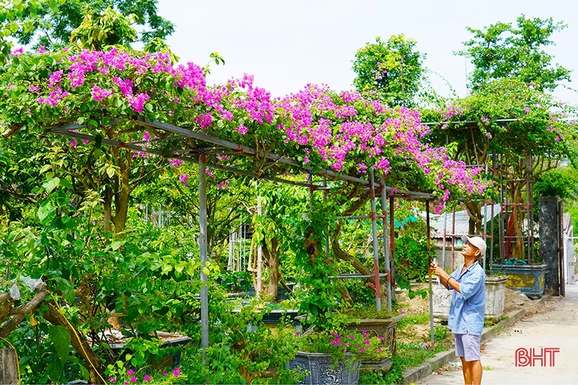 Ngắm dàn hoa giấy rực rỡ nơi miền nông thôn mới Nghi Xuân | Cổng TTĐT tỉnh Hà Tĩnh