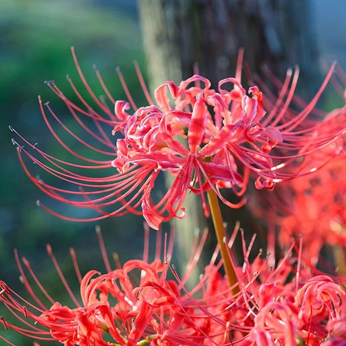 Khám Phá Ý Nghĩa Hoa Bỉ Ngạn Trong Văn Hóa Việt Nam