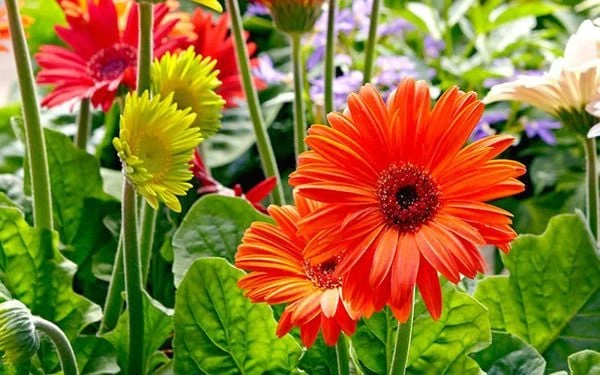 CHĂM SÓC VÀ TRỒNG HOA ĐỒNG TIỀN BỘI THU MÙA TẾT: KỸ THUẬT VÀ YÊU CẦU MÔI TRƯỜNG 