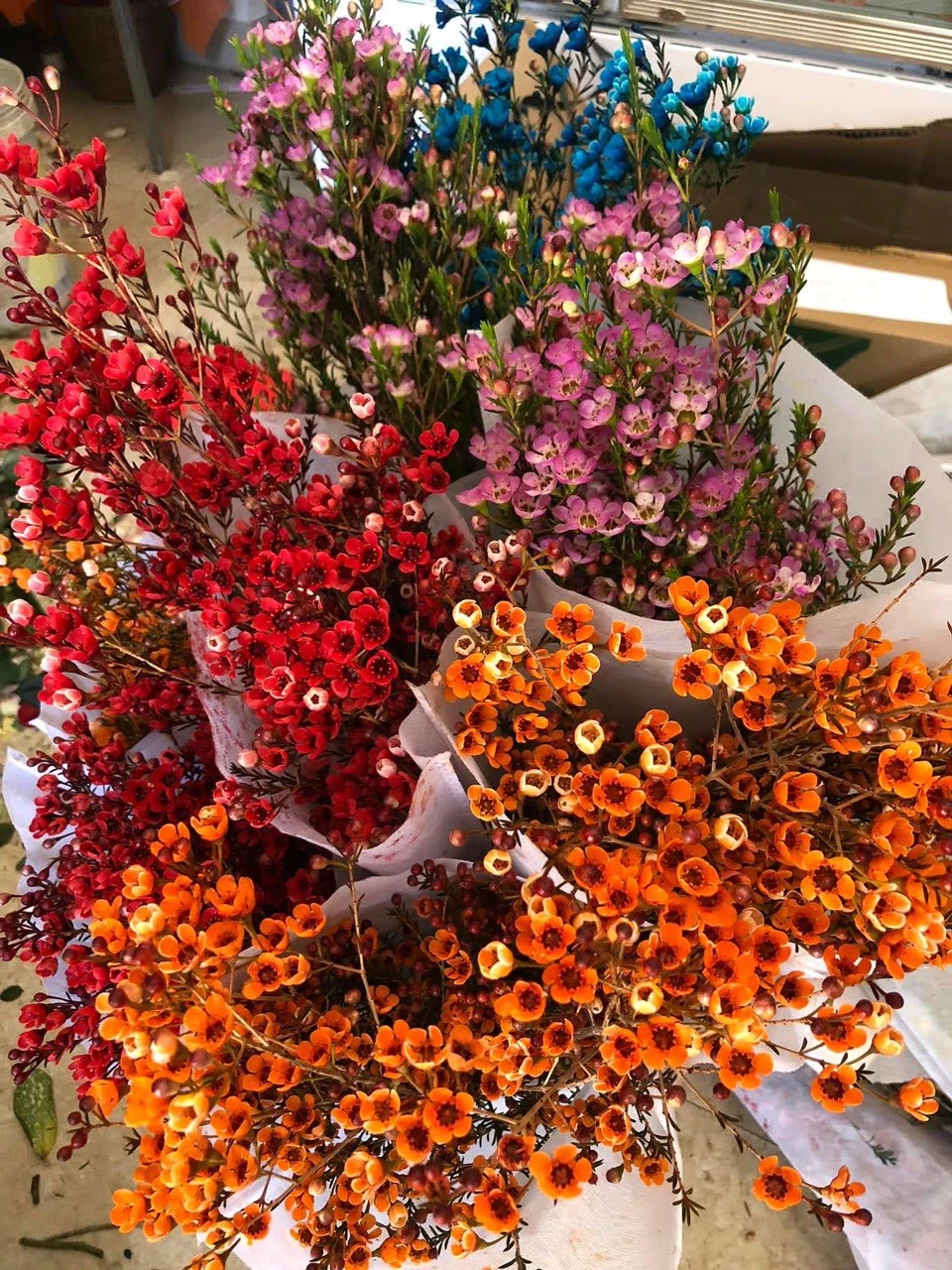 Tìm hiểu về hoa thanh liễu và đặc điểm phát triển