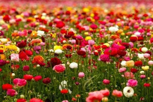 Khám Phá Hoa Mao Lương Đẹp Trong Mùa Xuân