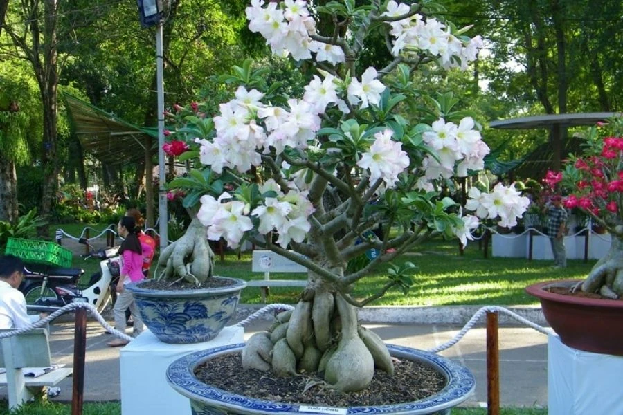 Cây Sứ: Ý Nghĩa - Cách Trồng Và Chăm Sóc Ra Sao?