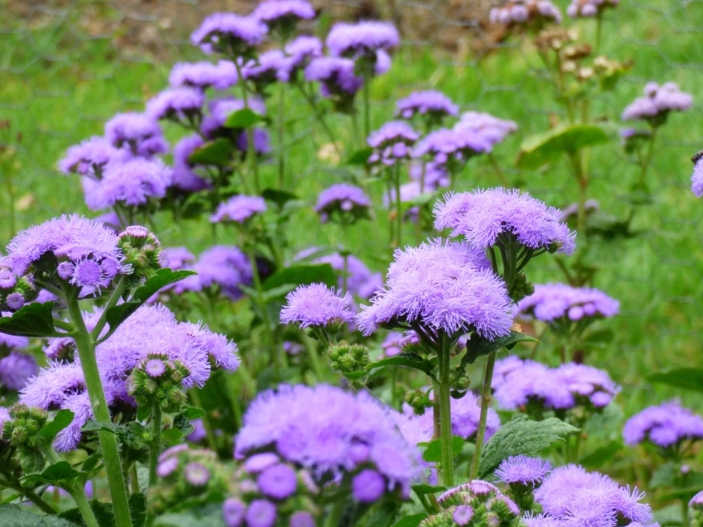 Hoa cứt lợn: Dược liệu quý có nhiều tác dụng với sức khỏe