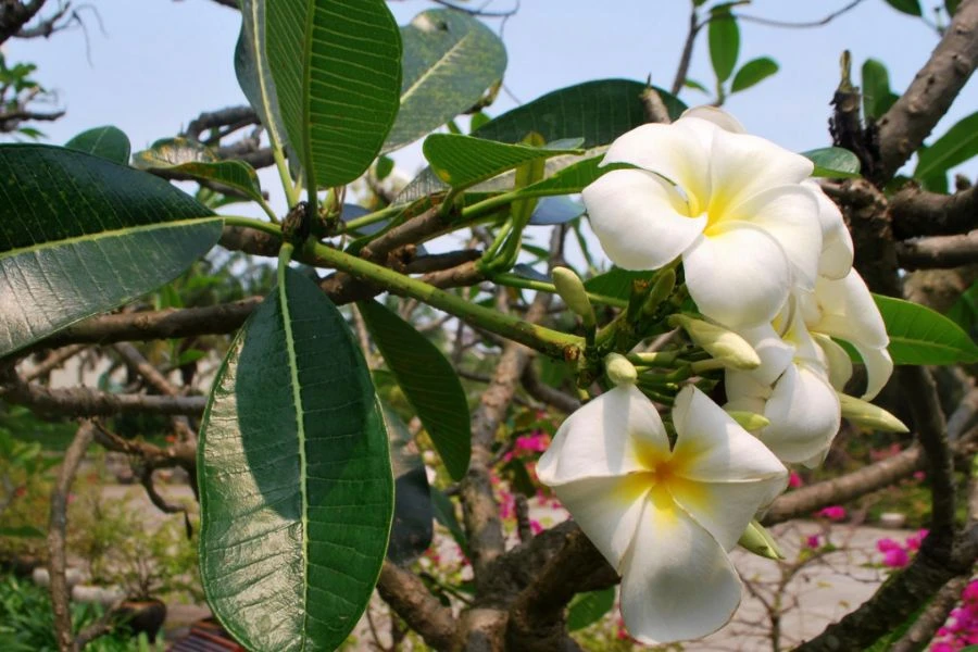 Cây Sứ: Ý Nghĩa - Cách Trồng Và Chăm Sóc Ra Sao?