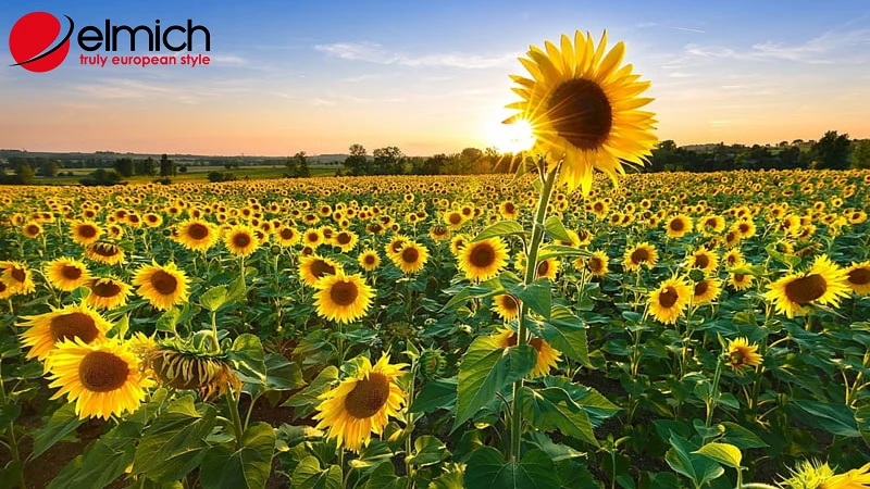 Bật mí ý nghĩa và tác dụng của hoa hướng dương trong cuộc sống