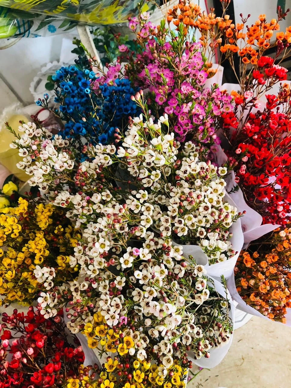 Đặc Điểm Và Ý Nghĩa Của Hoa Thanh Liễu