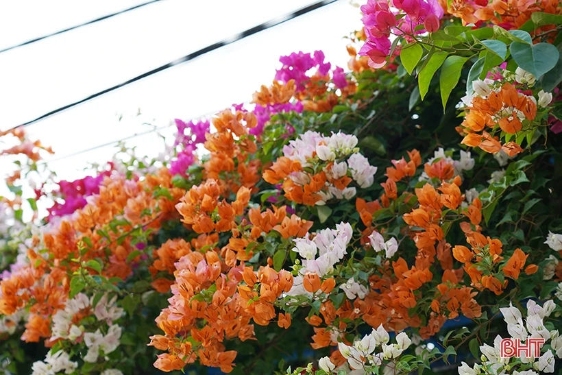 Ngắm dàn hoa giấy rực rỡ nơi miền nông thôn mới Nghi Xuân | Cổng TTĐT tỉnh Hà Tĩnh