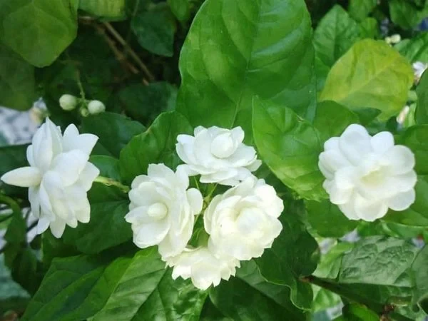 Hoa lài ta kép (nhài ta) E1