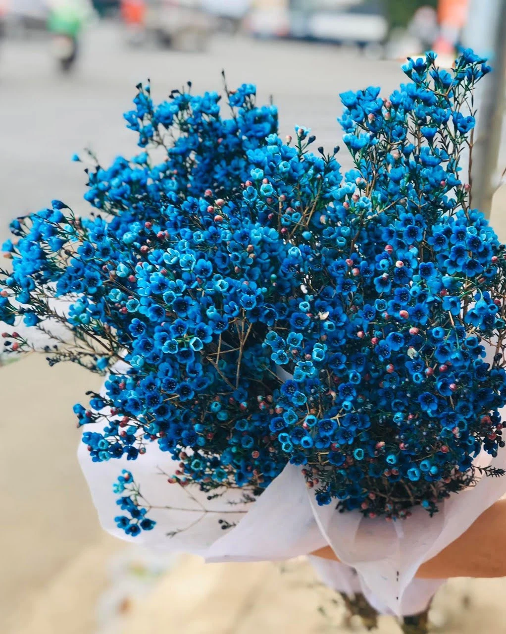 Đặc Điểm Và Ý Nghĩa Của Hoa Thanh Liễu