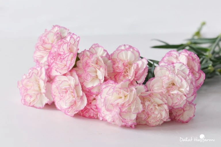 Hoa Cẩm Chướng: Biểu Tượng Văn Hóa Toàn Cầu