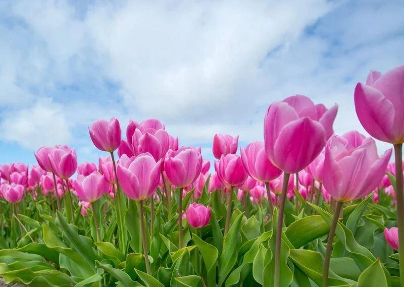 Khám Phá Vẻ Đẹp Hoa Tulip Nhiều Màu Sắc