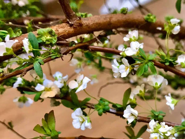 [Giải đáp] Đặc điểm, nguồn gốc và ý nghĩa đặc biệt của hoa tuyết mai