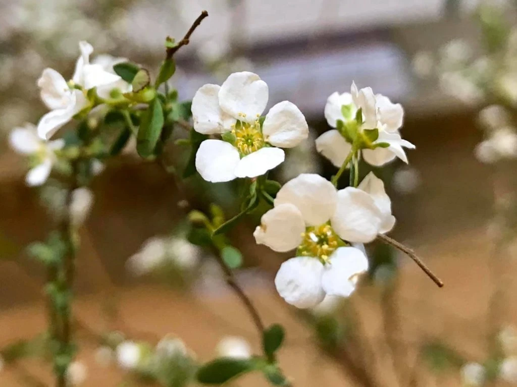 [Giải đáp] Đặc điểm, nguồn gốc và ý nghĩa đặc biệt của hoa tuyết mai