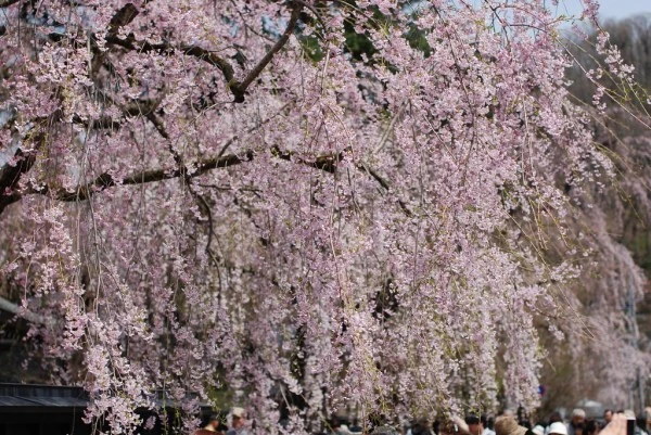 10 LOẠI HOA ANH ĐÀO PHỔ BIẾN TẠI NHẬT BẢN | Tin tức | Samurai Tour