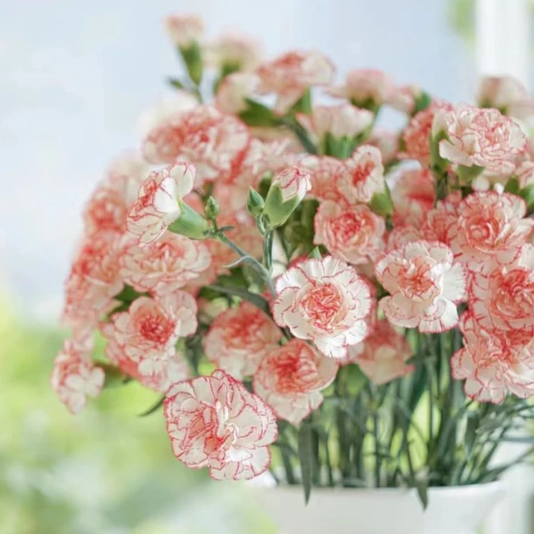 4 Ý nghĩa về hoa Cẩm Chướng (hoa Phăng) có thể bạn chưa biết