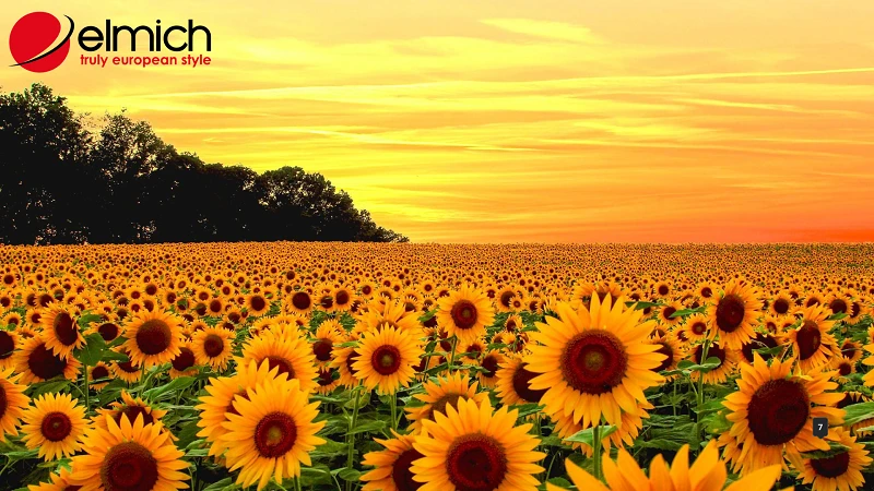 Bật mí ý nghĩa và tác dụng của hoa hướng dương trong cuộc sống