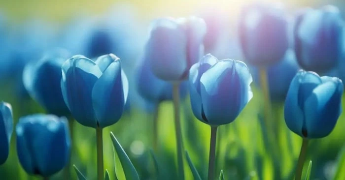 Khám Phá Vẻ Đẹp Hoa Tulip Qua Những Bức Ảnh Đẹp