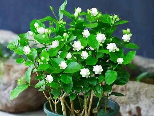 Hoa lài ta kép (nhài ta) E1