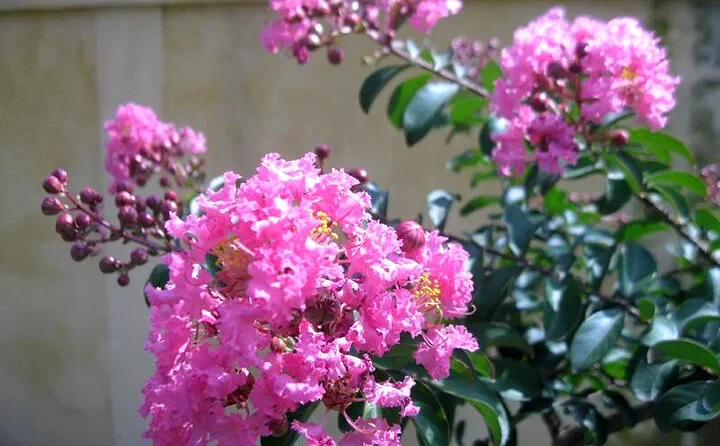 Khám Phá Vẻ Đẹp Hoa Tường Vi Trong Mùa Hè