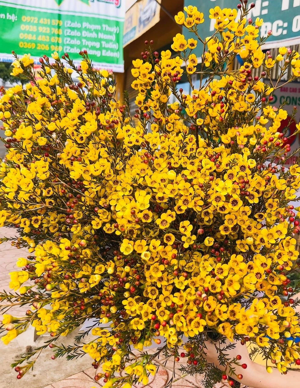 Đặc Điểm Và Ý Nghĩa Của Hoa Thanh Liễu