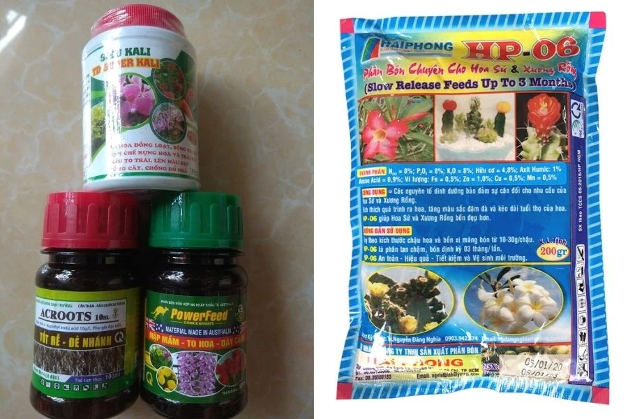 Cây Sứ: Ý Nghĩa - Cách Trồng Và Chăm Sóc Ra Sao?