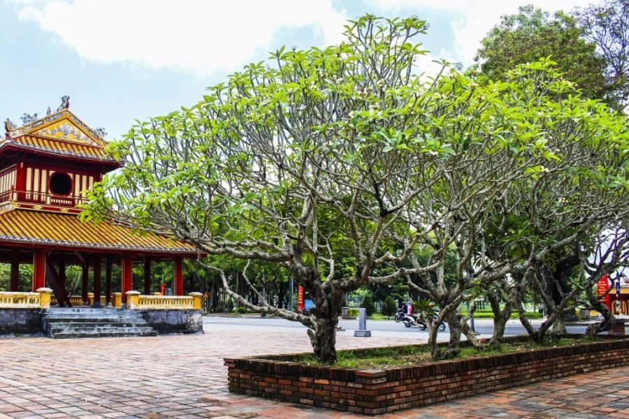 Cây Sứ: Ý Nghĩa - Cách Trồng Và Chăm Sóc Ra Sao?