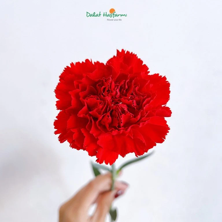 4 Ý nghĩa về hoa Cẩm Chướng (hoa Phăng) có thể bạn chưa biết