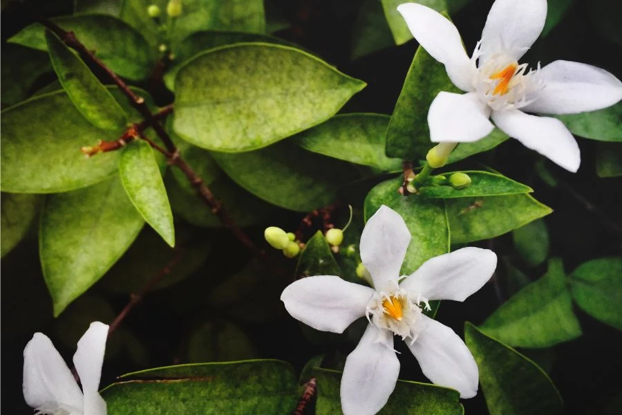 Khám Phá Đặc Điểm Cây Hoa Sứ Adenium Tại Việt Nam