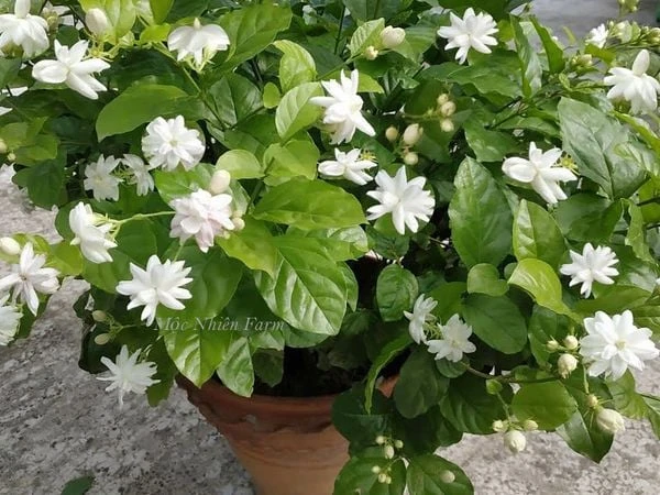 Hoa lài ta kép (nhài ta) E1