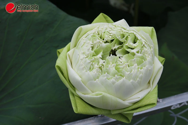 Hoa sen trắng có ý nghĩa gì? Các loại hoa và cách trồng hoa sen trắng