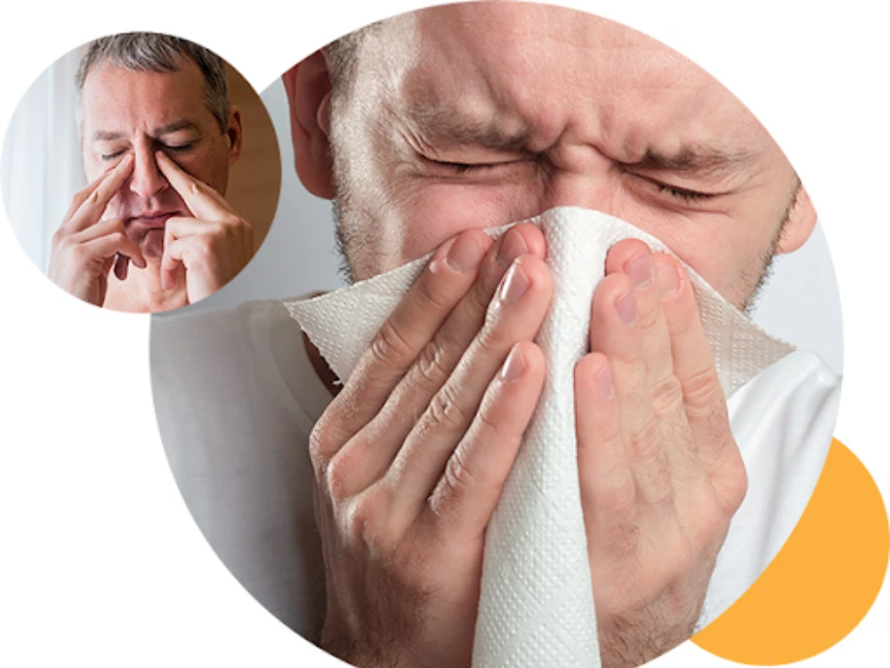 Hoa cứt lợn: Dược liệu quý có nhiều tác dụng với sức khỏe