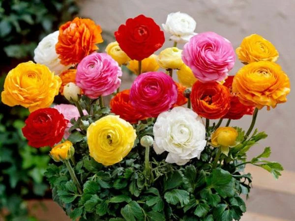 Ý Nghĩa 'Ít Ai Ngờ' Của Hoa Mao Lương - Saigon Roses Blog