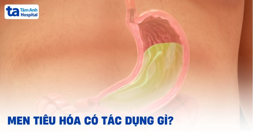 Tìm hiểu về men tiêu hóa và vai trò của chúng