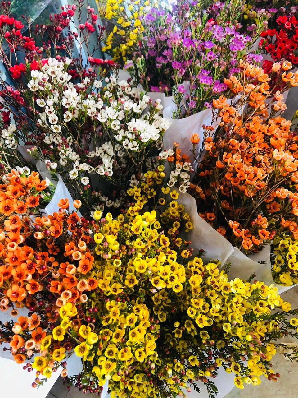 Đặc Điểm Và Ý Nghĩa Của Hoa Thanh Liễu