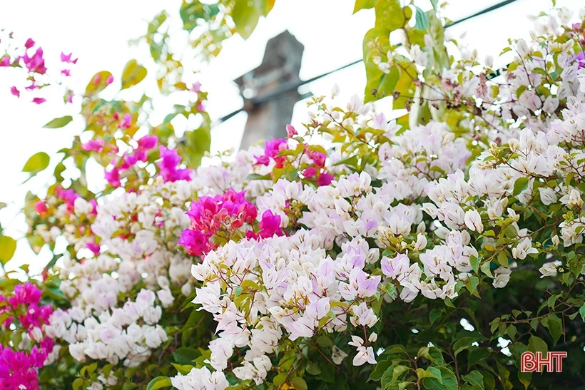 Ngắm dàn hoa giấy rực rỡ nơi miền nông thôn mới Nghi Xuân | Cổng TTĐT tỉnh Hà Tĩnh