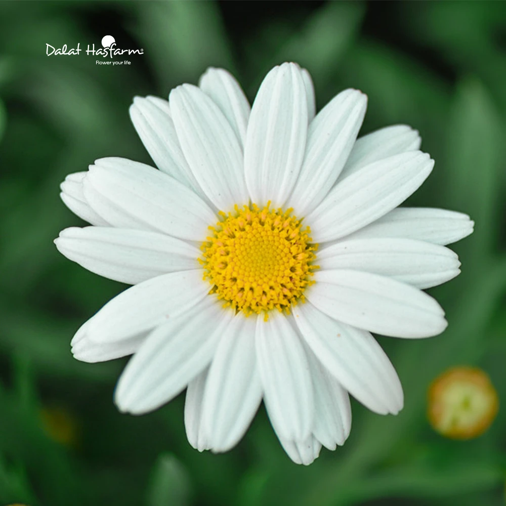 Cúc Họa Mi - Nét Đẹp Thiên Nhiên Mùa Thu