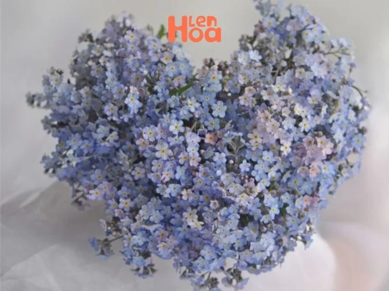 Vén màn sự thật về ý nghĩa và nguồn gốc của hoa Lưu Ly