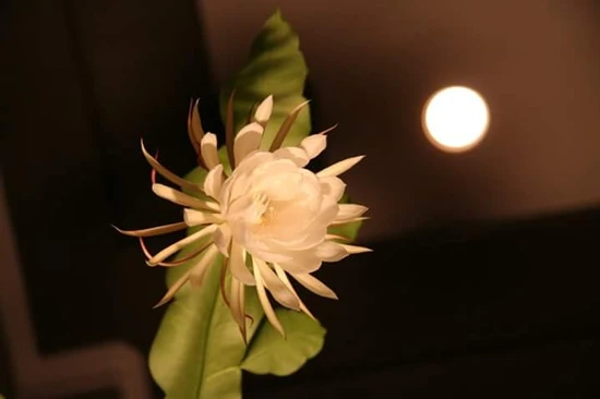 CHIÊM NGƯỠNG VẺ ĐẸP CỦA HOA QUỲNH | Hoa Tươi Thúy Nga