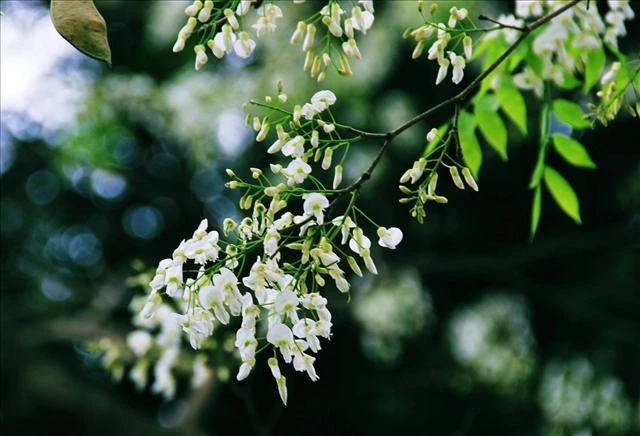 Hoa sữa và sắc xuân Hà Nội rực rỡ