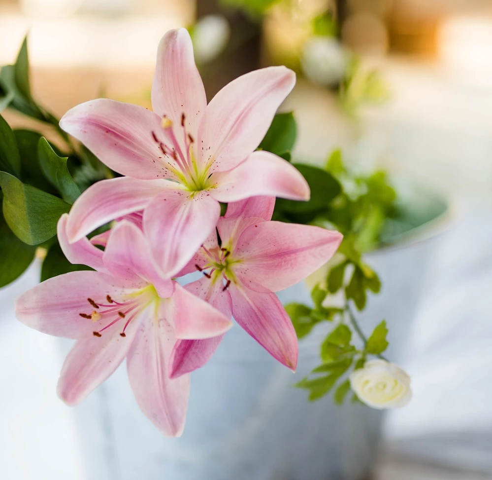 Tìm hiểu về hoa bách hợp và vẻ đẹp của nó