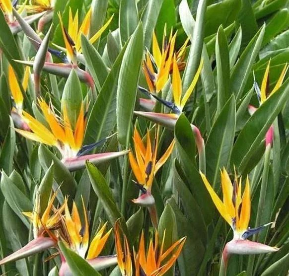 Cây Thiên Điểu - Ý Nghĩa Phong Thủy Bạn Nên Biết