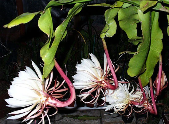 CHIÊM NGƯỠNG VẺ ĐẸP CỦA HOA QUỲNH | Hoa Tươi Thúy Nga