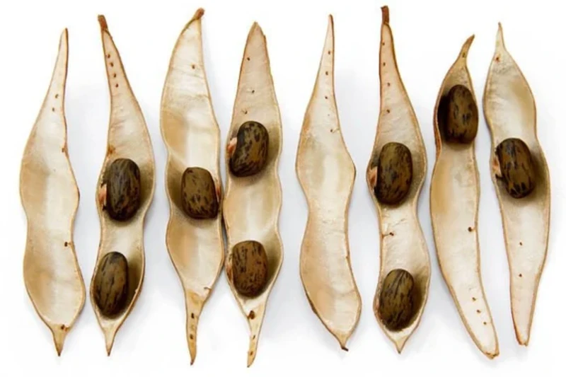 Liệu hoa tử đằng có độc không?