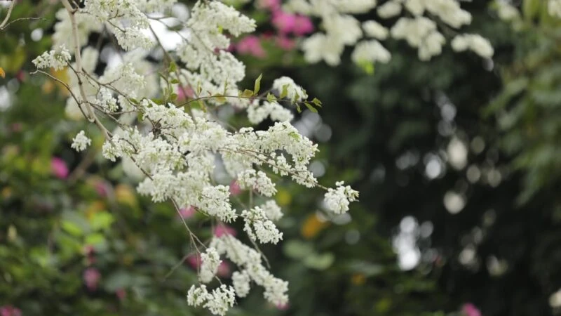 Hoa sưa trắng trời tháng Ba…